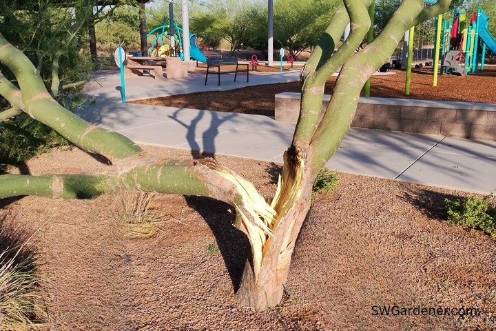 palo-verde-broken-trunk palo verde split from storm damage