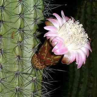 pipe organ cactus flower