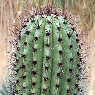 pipe organ cactus spines