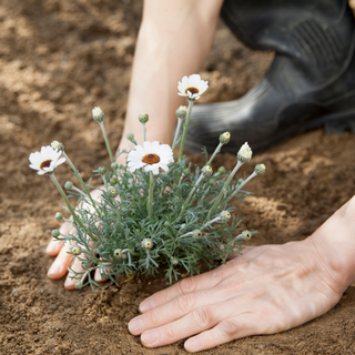 planting-daisy-sm planting daisy