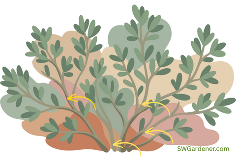 selective-pruning-swg selective pruning shrub