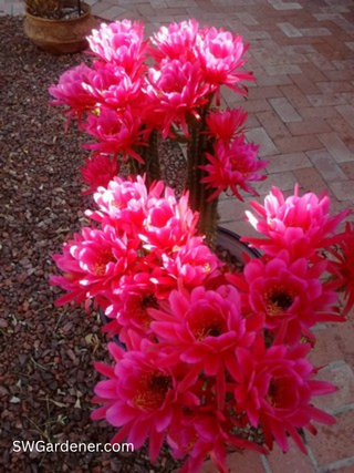 torch cactus flowers