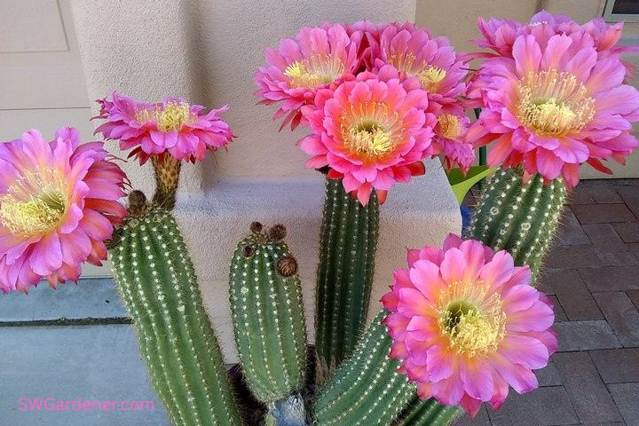 torch cactus flowers