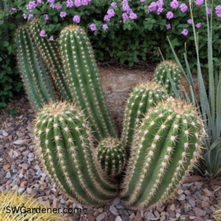 torch-cactus-sm-swg torch cactus