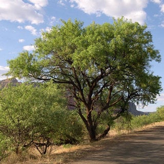 velvet mesquite tree
