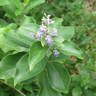 vitex trifolia