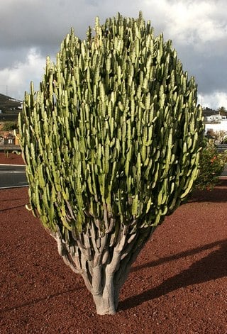 mature african milk tree