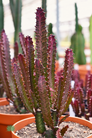 african milk tree 'rubra'