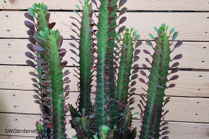 african milk tree