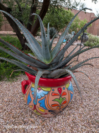 aloe-diablo-container-swg aloe diablo in a container