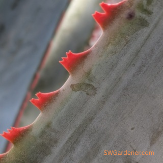aloe diablo red teeth
