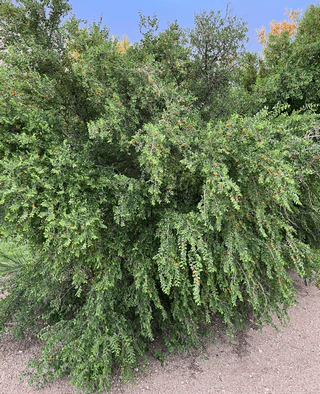 desert-hackberry-shrub