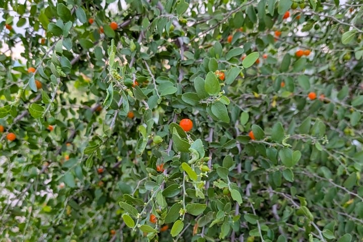 desert-hackberry-swg
