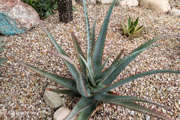 diablo-aloe-swg aloe diablo