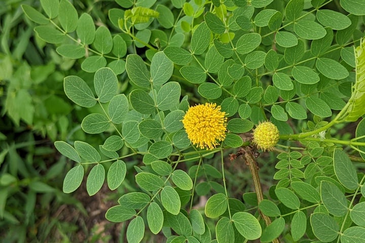 goldenball-leadtree goldenball leadtree leaves and flower