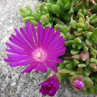 ice-plant-sm ice plant flower