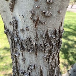 netleaf hackberry bark