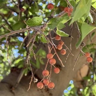 netleaf hackberry berries