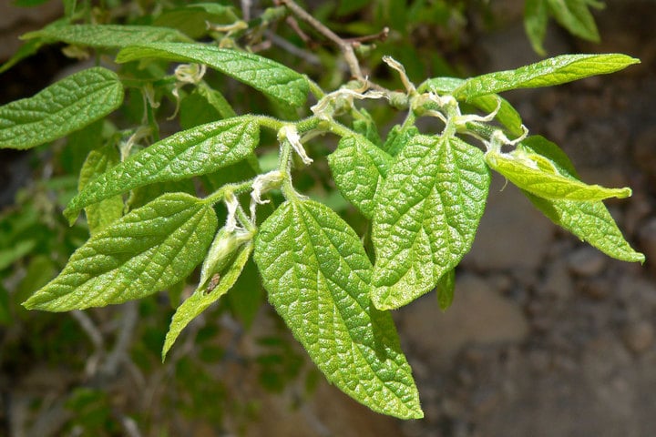 netleaf-hackberry-leaves netleaf hackberry leaves