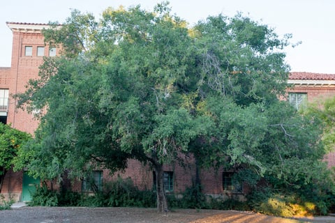 netleaf-hackberry-tree netleaf hackberry tree