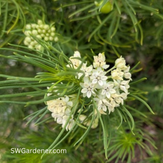 pineleaf-milkweed-flower-swg pineleaf milkweed flowers
