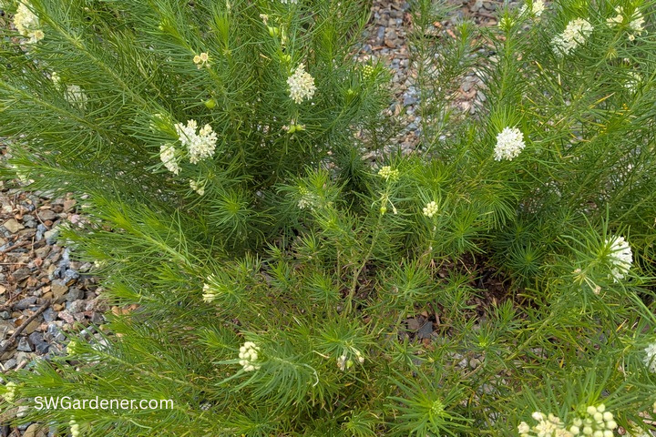 pineleaf milkweed
