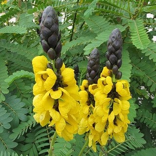 popcorn-plant-flowers popcorn plant flowers