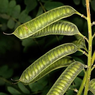 popcorn plant seed pods