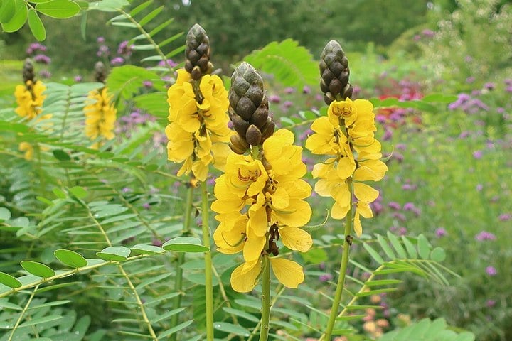 popcorn plant flowers