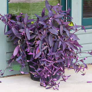 purple-heart-container purple heart in a container