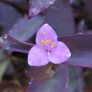 purple-heart-flower purple heart flower