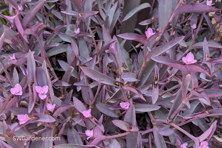 purple heart leaves and flowers
