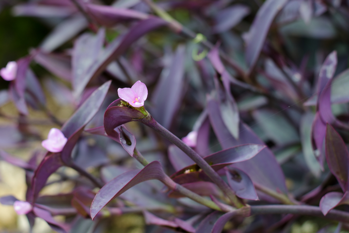 purple heart leaves and flowers