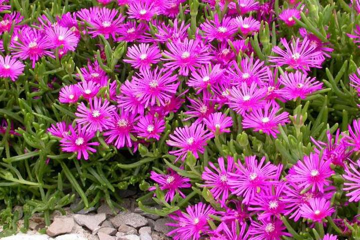 purple-ice-plant ice plant