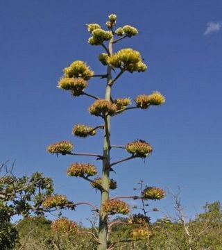 whales-tongue-agave-flower-stalk whales tongue agave flower stalk