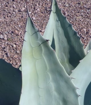whales-tongue-agave-leaf close up of whale's tongue agave leaf