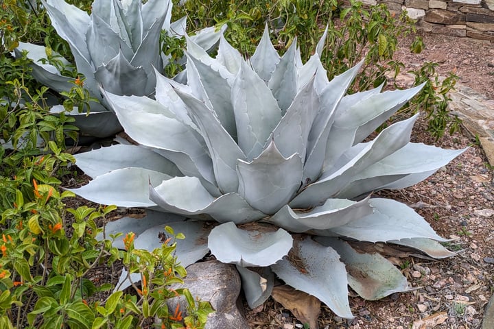 whale's tongue agave