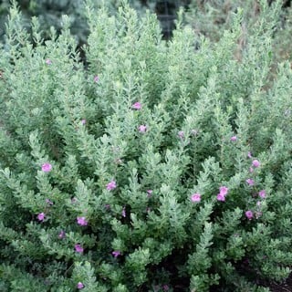 baby yoda texas ranger foliage