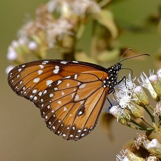 queen butterfly on blue mistflower