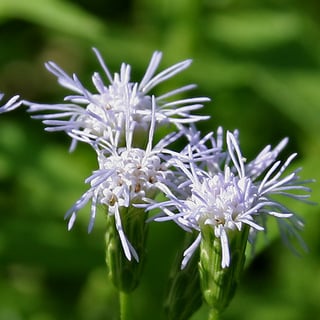 blue-mistflower-flowers close up of blue mistflower