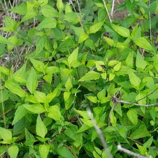 blue mistflower foliage