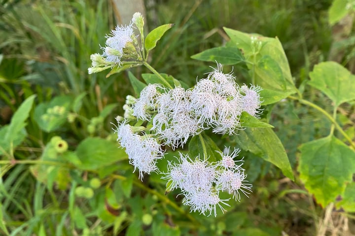blue-mistflower blue mistflower