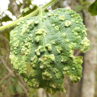 lantana gall mite on a leaf