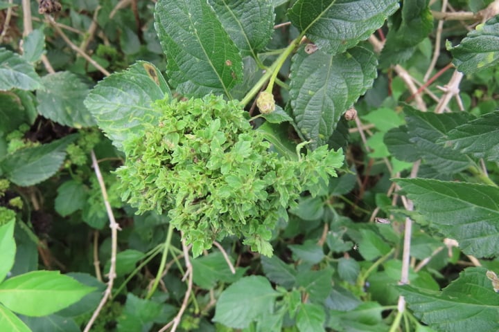 lantana gall mite damage