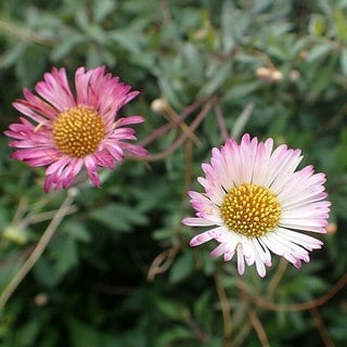 mexican-daisy-sm mexican daisy flowers