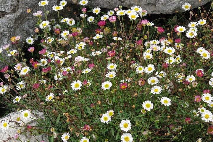 mexican-daisy mexican daisy