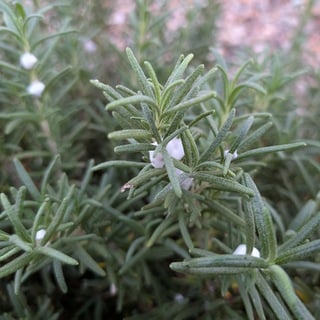 spittlebug on rosemary