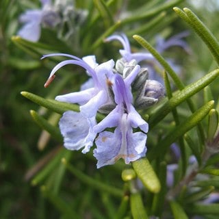 rosemary-tuscan-blue-flower tuscan blue rosemary flower