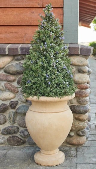 tuscan blue rosemary topiary