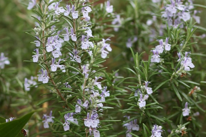 rosemary rosemary leaves and flowers